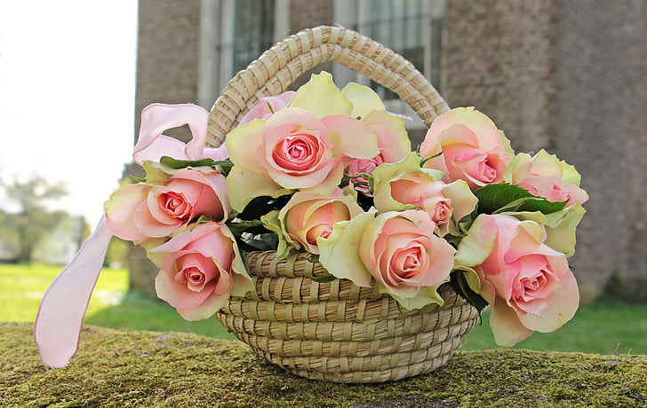 roses, noble roses, basket, flowers, pink, pink roses, pink precious roden