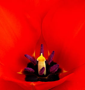 Tulipan, cvet, cvet, blizu, žig, oploditev, makro