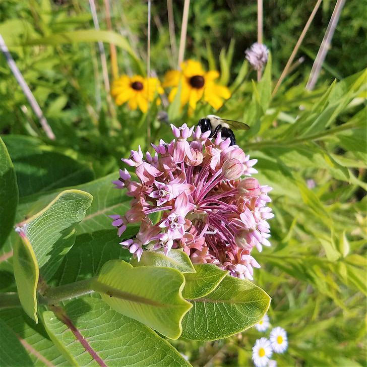 диви цветя, пчела, насекоми, зеленина, на открито, природата, Блум
