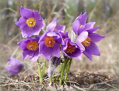 Phlomis, fialový květ, léto, Příroda, Les, květ, fialová
