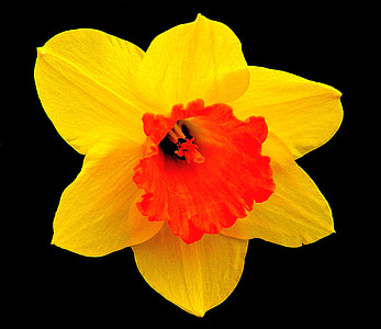 Daffodil, Blossom, mekar, bunga, musim semi