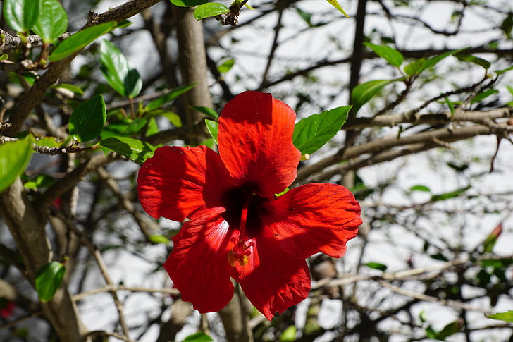 hibiscus, flower, red, mallow, blossom, bloom