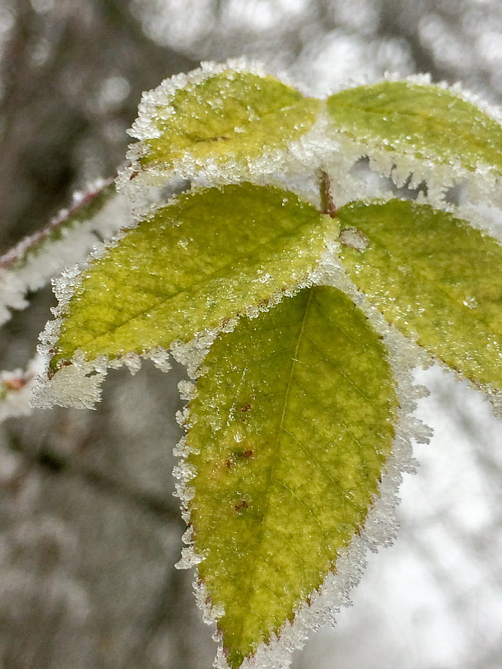 fulles, gel, l'hivern, temperatura freda, close-up, color verd, congelat