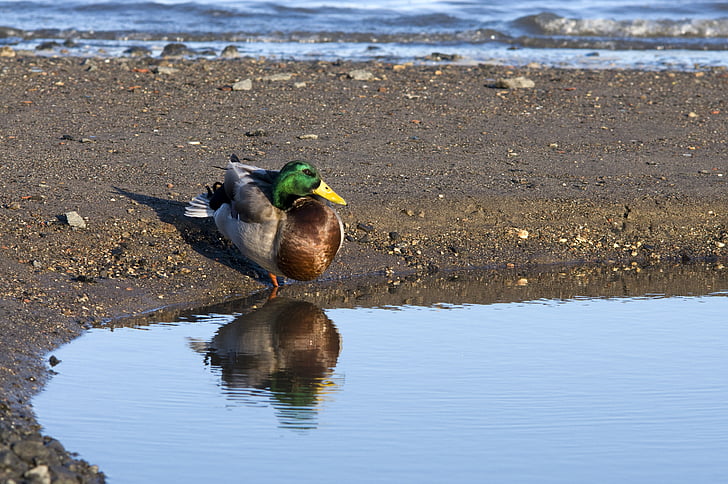 duck, water, outdoors, reflection, animals, resting, river
