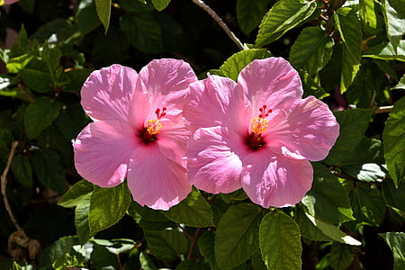 pink hibiscus, blomst, blomstermotiver, haven, skønhed, natur, Tropical
