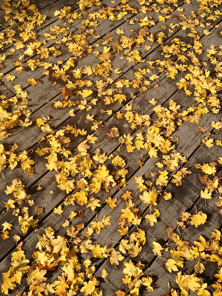 jeseni, listi, narave, Jesenski listi, oktobra, rumena, listov