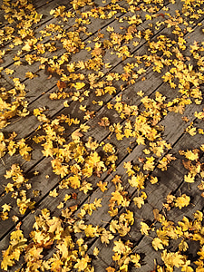 efterår, blade, natur, efterårsblade, oktober, gul, blad