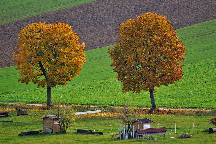 krajobraz, jesień, drzewa, Natura, Spadek liści, łąka