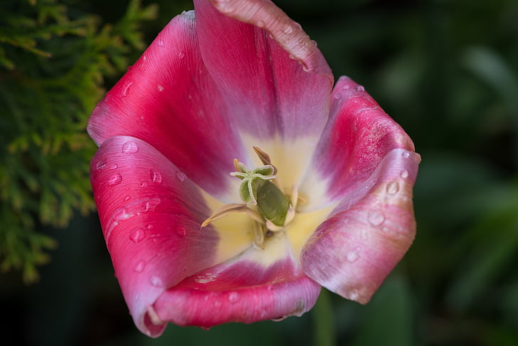 tulipano, fiore, Blossom, Bloom, petali di, pistillo, bagnato