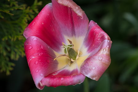 tulipán, virág, Blossom, Bloom, szirmok, Pistil, nedves
