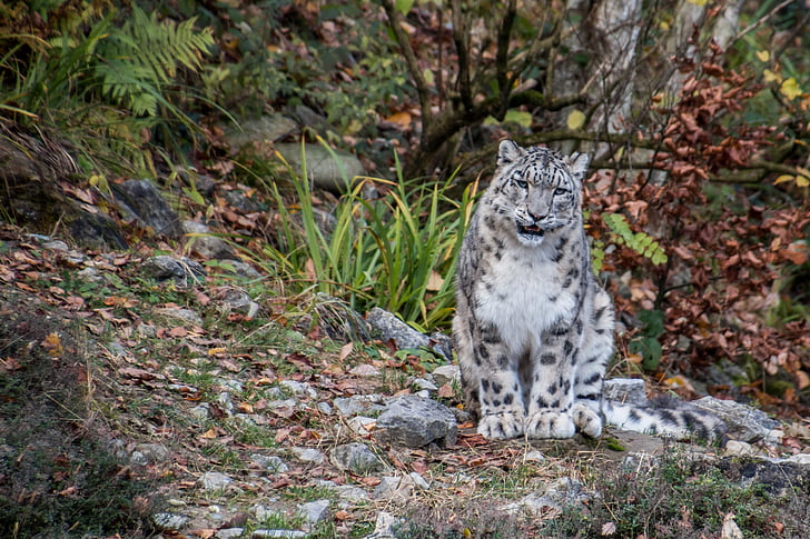 Snow leopard, levhart, Irbis, velká kočka, predátor, Vznešený, skvrny