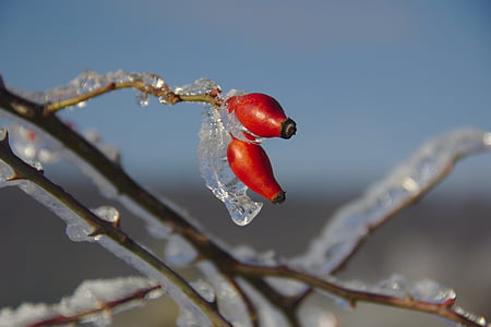 rose hip, winter, wintry, cold, frozen, iced, branch