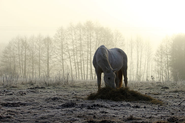 cheval, brouillard, hiver, pâturage, brume matinale, moule, pur-sang arabe
