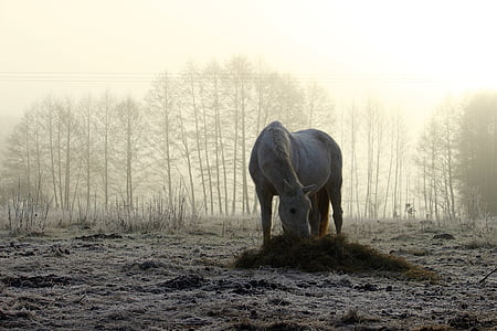 horse, fog, winter, pasture, morning mist, mold, thoroughbred arabian