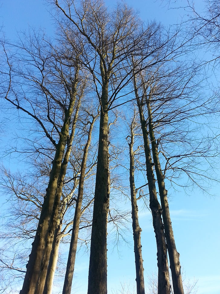 Малмьо, katrinetorp, Есен, дърво, природата, синьо небе, гора