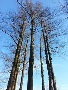 Malmø, Katrinetorps, efterår, træ, natur, blå himmel, skov