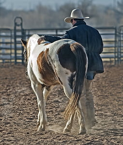 caminando, vaquero, caballo, Pony, occidental, animal, Rancho