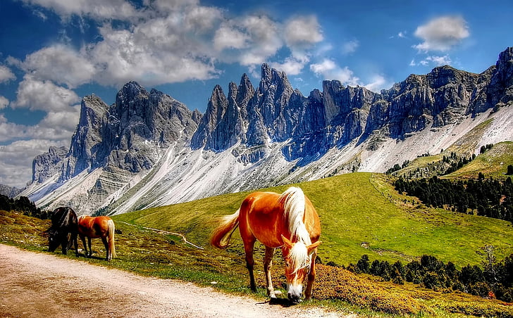 dolomites, horses, mountains, italy, south tyrol, hiking, rock