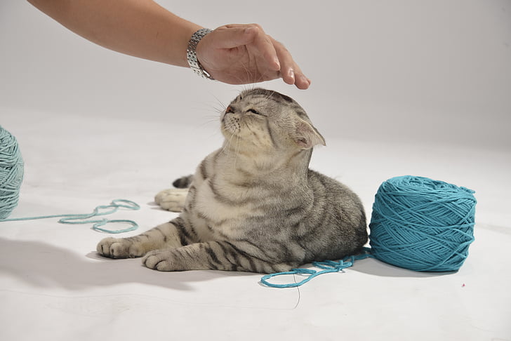 cat, cute, clean, pets, gray fur, yarn, play