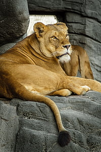 Panthera leo, León, Leona, mujer, Parque zoológico, Hagenbeck, Hamburgo