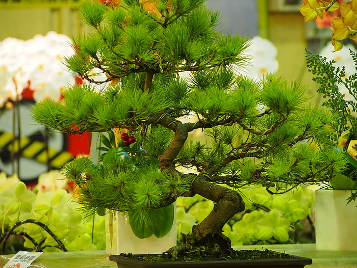 pino, piante in vaso, Taipei, il mercato dei fiori