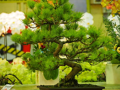 fyrretræ, Potteplanter, Taipei, blomstermarked
