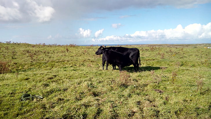 ireland, cow, field