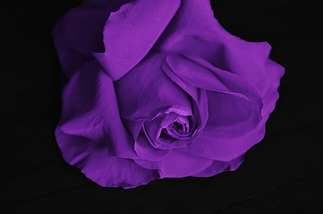宏观, 摄影, 紫色, 上升, 花, 爱, 玫瑰