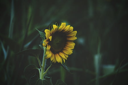 closeup, photo, sunflower, green, plant, leaf, garden
