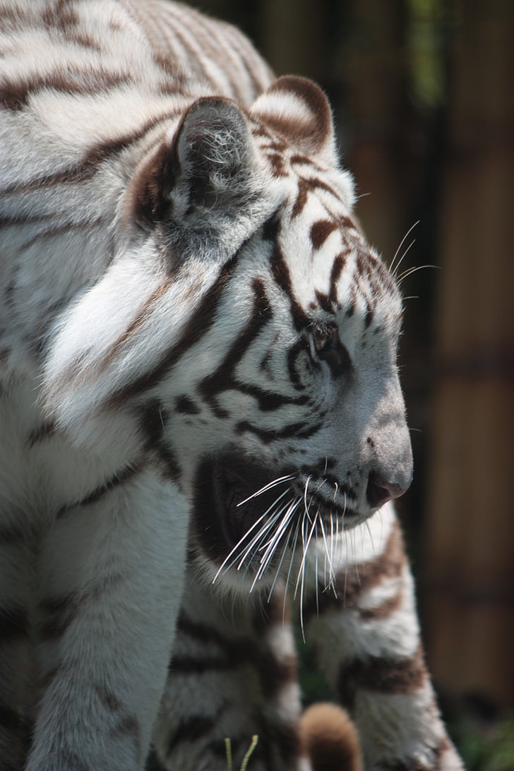 tigre branco, jardim zoológico, Sigfried e roy, predador, Schwaz branco
