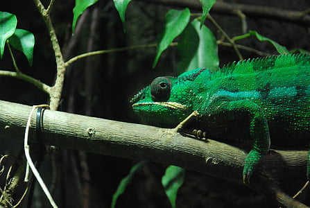 chameleon, animal, green, natural, reptile, leaves, nature