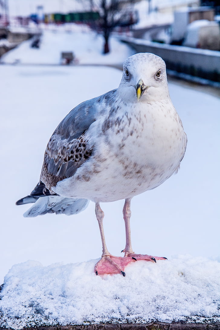 seagull, snow, animal, winter, cold, birds, wintry