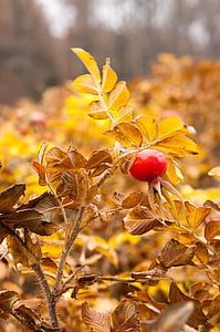 Rose hips, jesen, žuta, list, zamrznuta, priroda, biljka