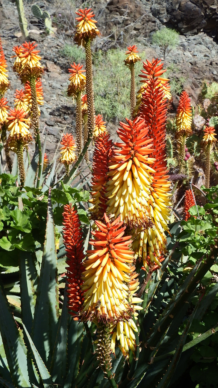 cactus flower, orange, red, aloe vera, tropical, nature, tree