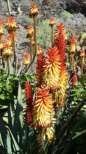 flor de cactus, naranja, rojo, Aloe vera, tropical, naturaleza, árbol