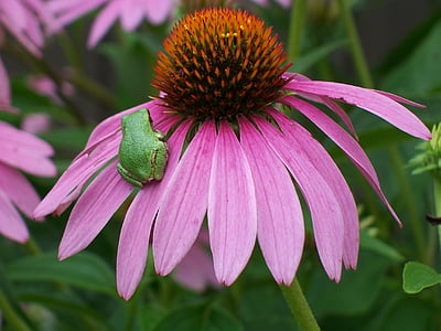 coneflower, 개구리, 꽃, 자연, echinacea, 라일락, 핑크