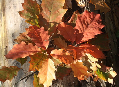 dub, dubové listí, červená, listy, podzim, se objeví, padajícího listí