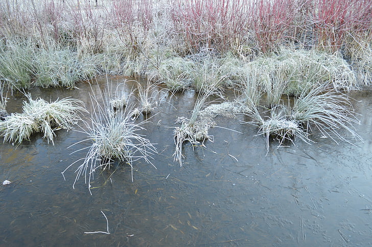 frost, frozen lake, winter landscape, lake, cold, frosted, landscape