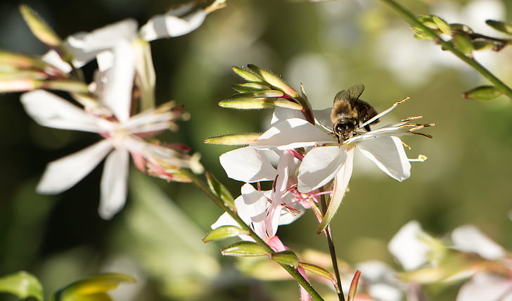 Пчела, Природа, насекомое, макрос, опылителей, Сад, цветок