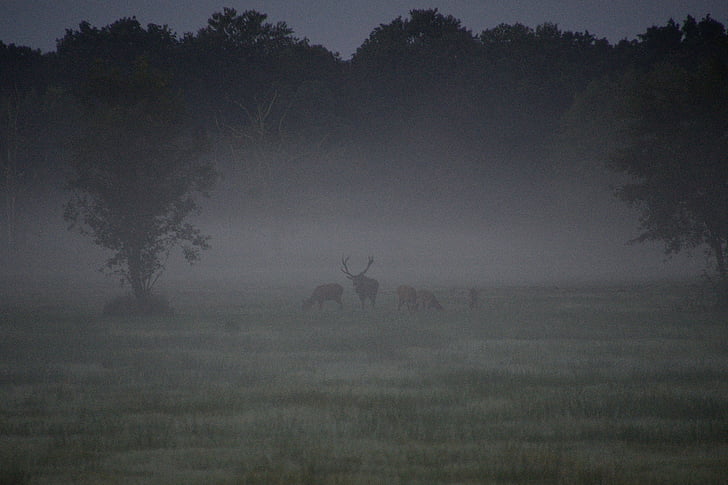 cervi in bramito, Red deer, Duvenstedter brook, autunno, nebbia, paesaggio, albero