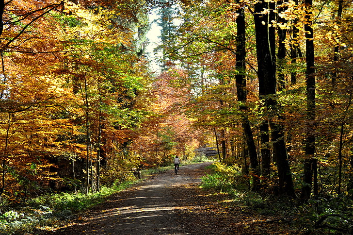 automne, forêt à feuilles caduques, Forest, nature, feuillage d’automne, feuille, arbre