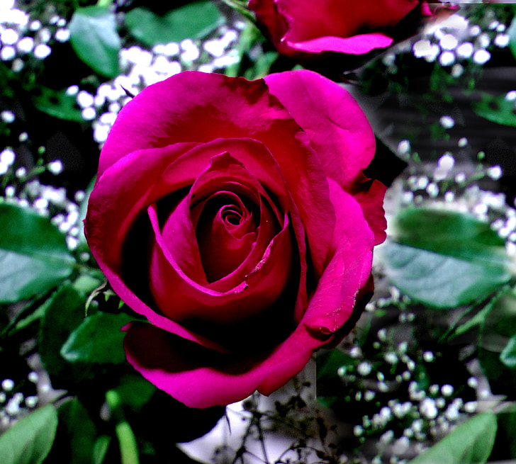 stieg, rot, Rosenblüte, romantische