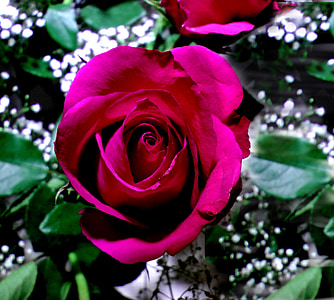 levantou-se, vermelho, flor rosa, romântico