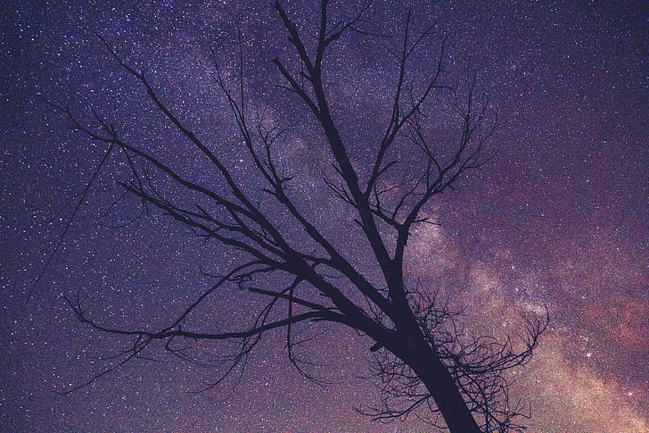 silhouette, bare, tree, purple, starry, night, branches