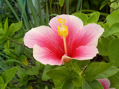 hibiscus, the pink flowers, flowers, chaba, pink, autumn leaves, bright