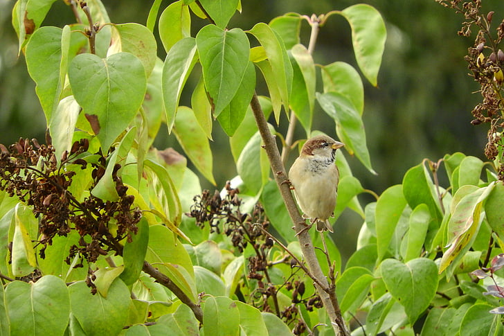 Passer domesticus, pták v buši, lila, Sparrow na bush, Sparrow