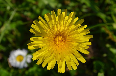 dandelion, blossom, bloom, pointed flower, flower, yellow, detail