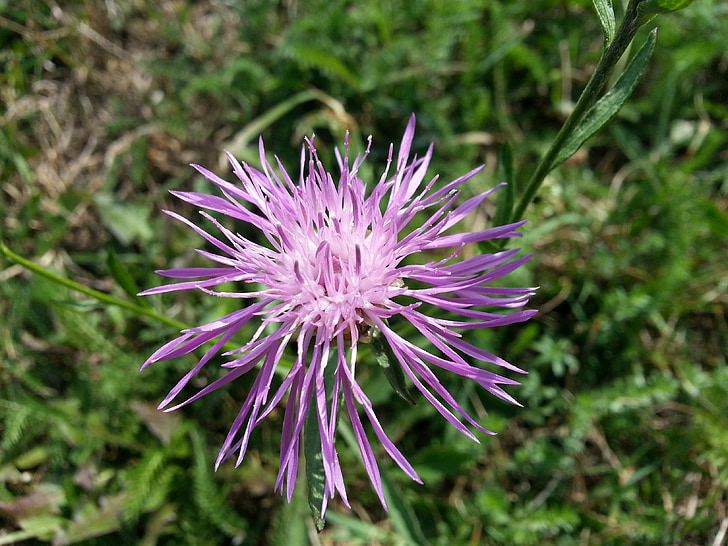 květ, louka, Příroda, květ, Bloom