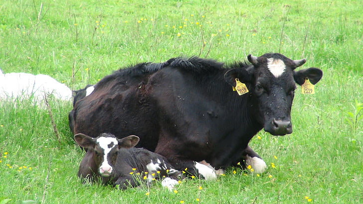 крупный рогатый скот, Луг, Весна, теленок, трава