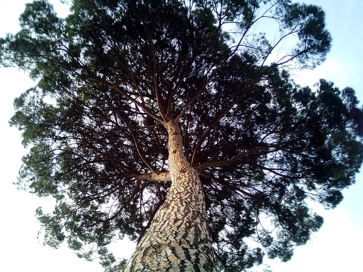 pino piñonero, Pinus pinea, taza, árbol, bosque, Centenario, árboles